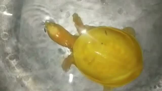 Kỳ lạ rùa bạch tạng vàng rực rỡ hiếm có ở Ấn Độ - Ảnh 2.