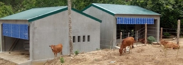 Cận cảnh chuồng bò hạng sang, có loại giá hơn 230 triệu đồng ở Nghệ An - Ảnh 2.