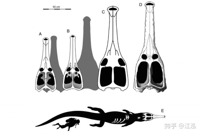 Machimosaurus rex: Loài cá sấu nước mặn to lớn nhất từng được con người phát hiện - Ảnh 10.