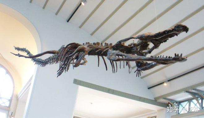Machimosaurus rex: Loài cá sấu nước mặn to lớn nhất từng được con người phát hiện - Ảnh 11.