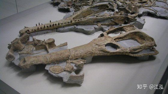 Machimosaurus rex: Loài cá sấu nước mặn to lớn nhất từng được con người phát hiện - Ảnh 5.