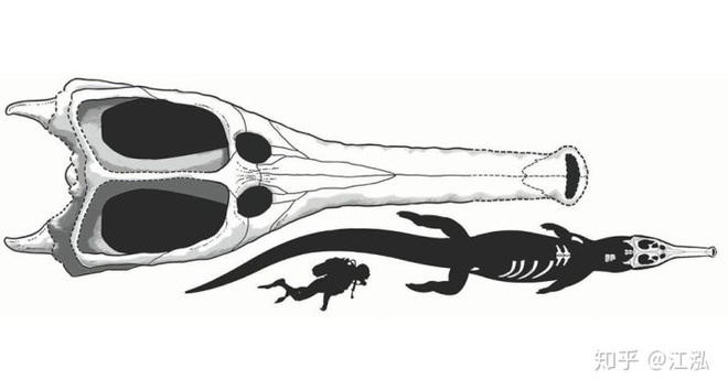 Machimosaurus rex: Loài cá sấu nước mặn to lớn nhất từng được con người phát hiện - Ảnh 6.