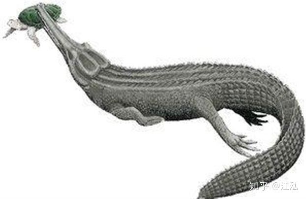 Machimosaurus rex: Loài cá sấu nước mặn to lớn nhất từng được con người phát hiện - Ảnh 7.
