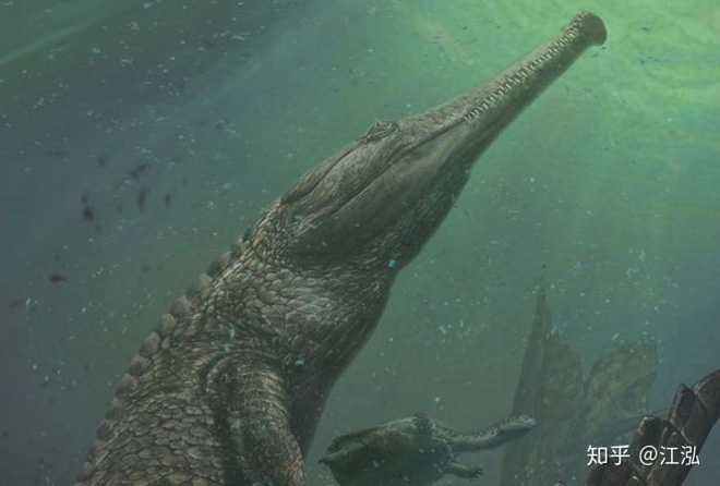 Machimosaurus rex: Loài cá sấu nước mặn to lớn nhất từng được con người phát hiện - Ảnh 9.