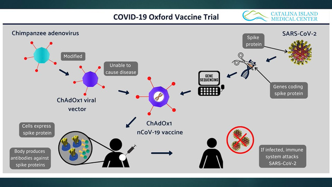 Vắc-xin COVID-19 của Đại học Oxford được kỳ vọng sẽ về đích sớm trong năm nay - Ảnh 2.