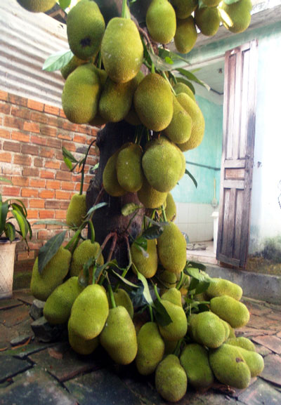 Anh chàng khiến người ta thèm thuồng vì trồng được cây mít sai đặc quả, nhưng nỗi khổ khi mùa mít chín thật sự kinh hoàng đến khó thốt thành lời - Ảnh 5.