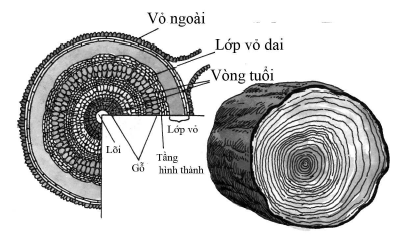 1001 thắc mắc: Vì sao không nên tưới cây vào buổi trưa? - Ảnh 1.