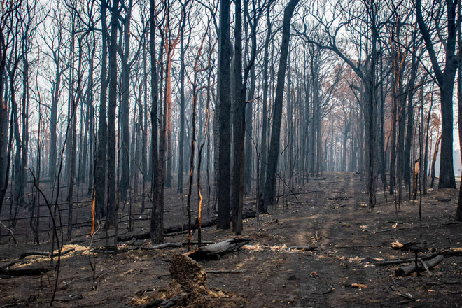 Năm 2020 hoang tàn của người Úc: Chưa kể đại dịch, trận cháy rừng đại thảm họa hồi đầu năm đã khiến gần 3 TỈ sinh vật khốn khổ - Ảnh 3.