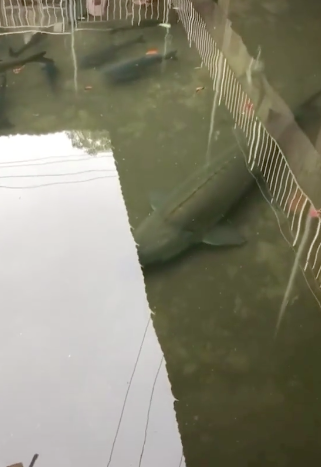 Vô số lần thấy cá bơi đầy dưới cống ở Nhật, nhưng lần đầu chứng kiến chú cá siêu khủng dài hơn cả mét đang lội dưới mương của một công trình bỏ hoang - Ảnh 2.