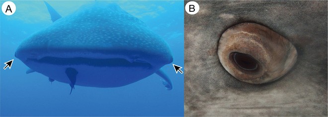 Loài cá mập này có răng mọc trong… nhãn cầu - Ảnh 1.
