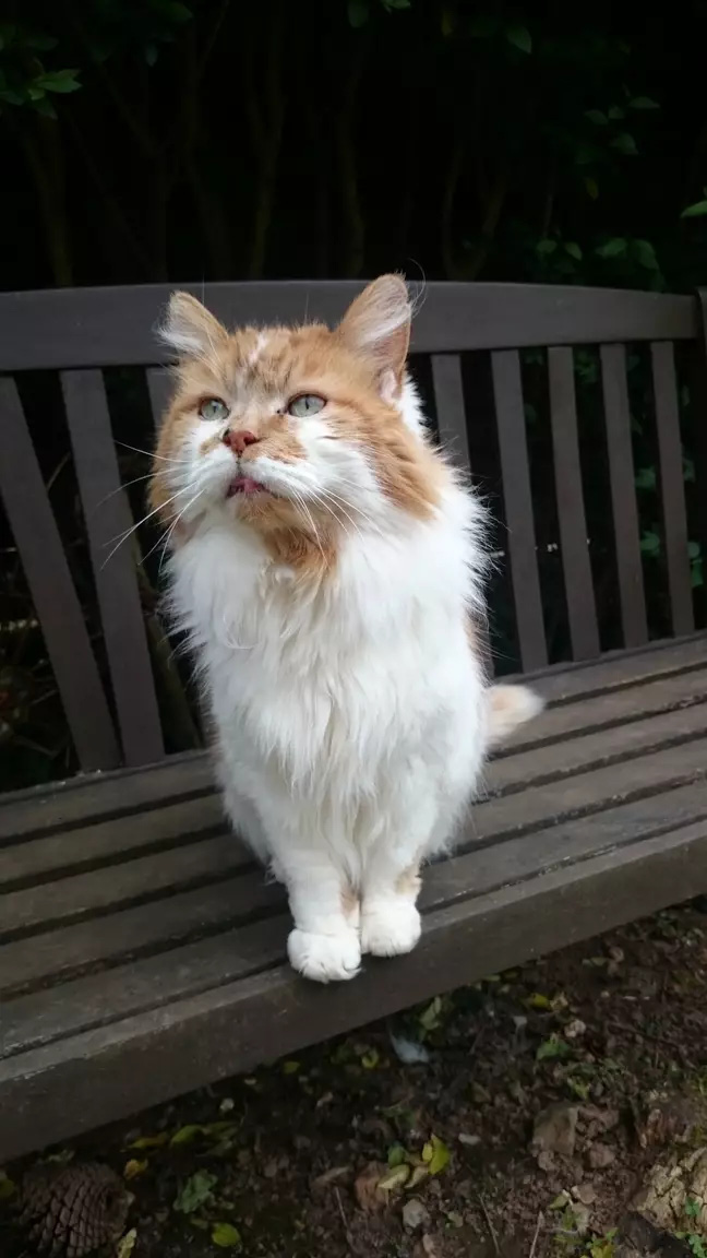 Mèo già nhất thế giới qua đời ở tuổi 31 - Ảnh 3. Mèo già nhất thế giới qua đời ở tuổi 31 - Ảnh 3.