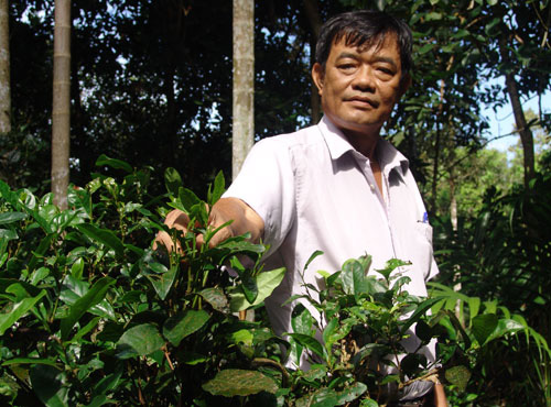 Đồng Nai: Rót 500 triệu cứu vườn trà cổ, giá mỗi ký trà hơn 500 ngàn đồng - Ảnh 1.
