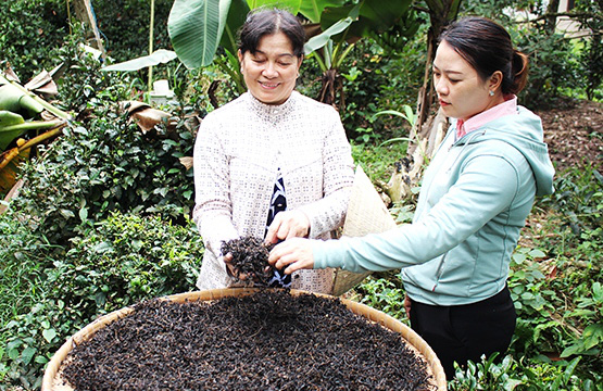 Đồng Nai: Rót 500 triệu cứu vườn trà cổ, giá mỗi ký trà hơn 500 ngàn đồng - Ảnh 2.