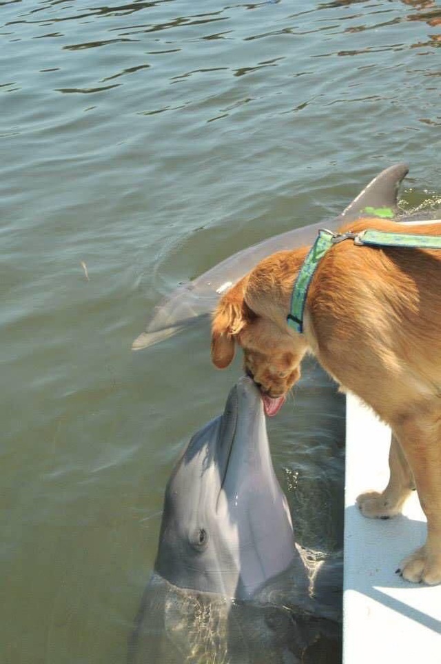 Jugando juntos desde hace casi 10 años, perros y delfines siguen encontrándose, intercambiando besos, envolviendo mandarinas sin irse - Foto 1.
