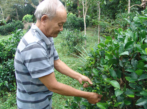 Đồng Nai: Rót 500 triệu cứu vườn trà cổ, giá mỗi ký trà hơn 500 ngàn đồng - Ảnh 3.