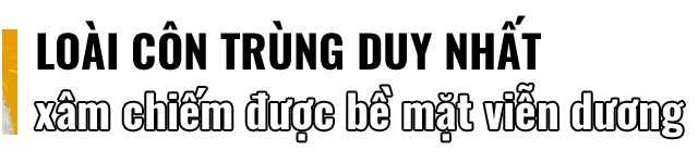 Những bí ẩn của loài nhện nước viễn dương - sinh vật đến thần thánh cũng không thể nhấn chìm - Ảnh 4.