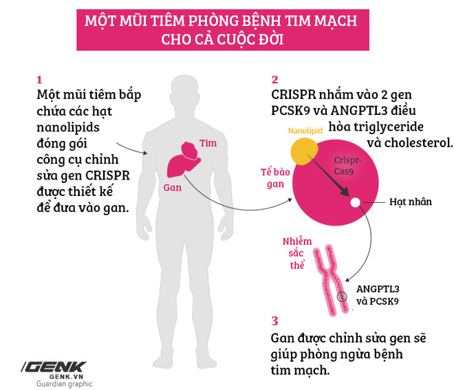 Một loại vắc-xin phòng bệnh tim mạch: Tiêm một mũi ở tuổi 20 sẽ khỏe mạnh đến suốt đời - Ảnh 5.