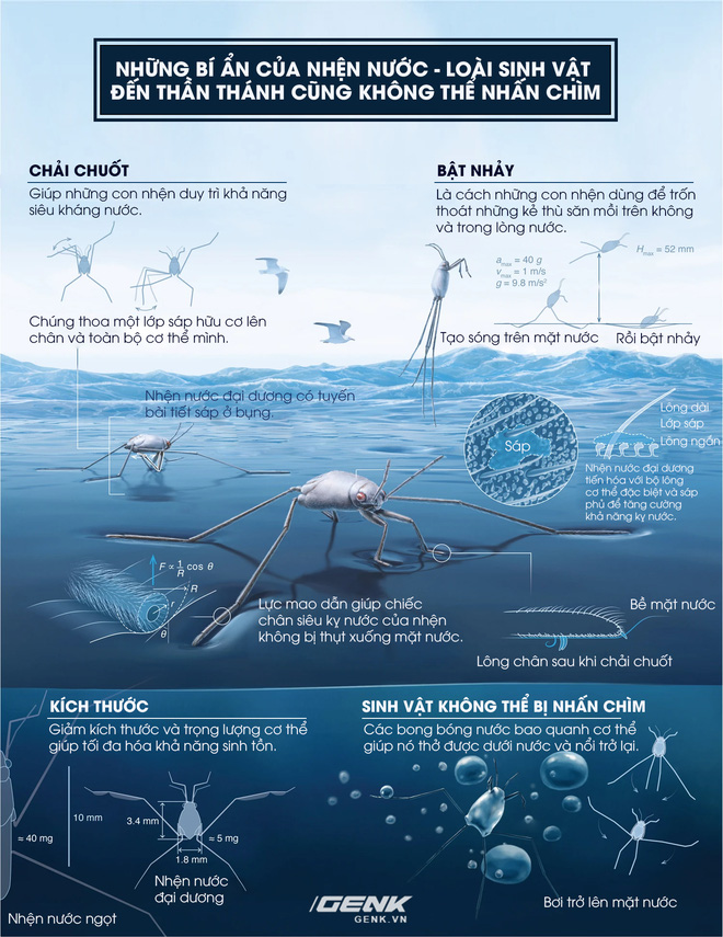 Những bí ẩn của loài nhện nước viễn dương - sinh vật đến thần thánh cũng không thể nhấn chìm - Ảnh 6.