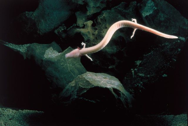 1001 thắc mắc: Động vật nào cực lười, 10 năm không ăn, tuổi thọ vẫn 100 tuổi? - Ảnh 1. 1001 thắc mắc: Động vật nào cực lười, 10 năm không ăn, tuổi thọ vẫn 100 tuổi? - Ảnh 1.