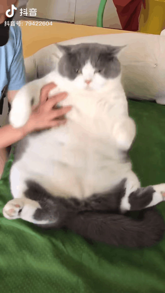 Đại boss mèo béo như chú heo con tỏ ra cục cằn khi được hướng dẫn tập gym giảm cân - Ảnh 1.