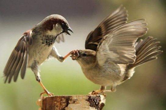 1001 thắc mắc: Chim sẻ ăn hạt, vì sao nuôi con bằng sâu?