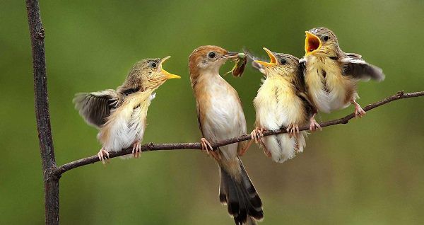 1001 thắc mắc: Chim sẻ ăn hạt, vì sao nuôi con bằng sâu? - Ảnh 2.