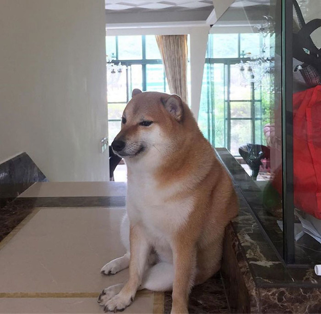Chú chó Shiba béo mầm này sẽ khiến bạn mất hết sự nghiêm túc và không nhịn được cười. Hãy xem ngay để nhận niềm vui và niềm cười lớn.