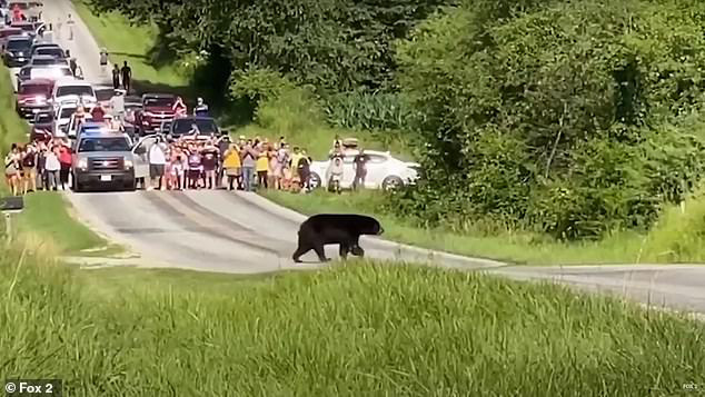 Gấu đen đi bộ hơn 600km dọc nước Mỹ để tìm bạn tình thu hút sự chú ý của MXH, nhiều người dân ra đứng ven đường cổ vũ như siêu sao - Ảnh 1.