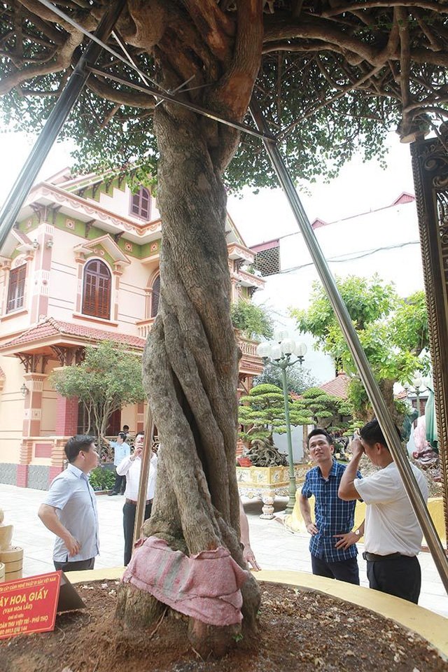 Cận cảnh cây hoa giấy Vạn hoa lầu gần 3 tỷ đồng độc nhất vô nhị của đại gia Phú Thọ - Ảnh 2.