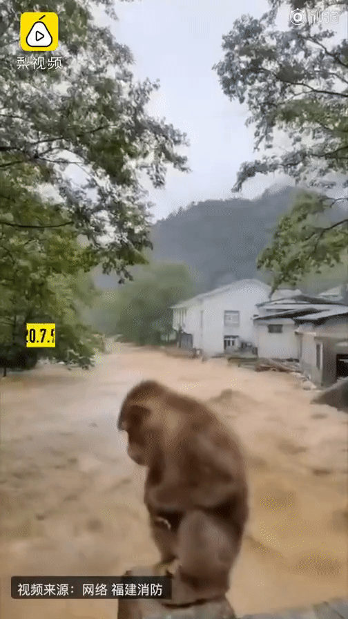 Mưa bão lớn, khu du lịch thắng cảnh bị nước lũ tràn đáng sợ, chú khỉ phải bám thành cầu - Ảnh 2.