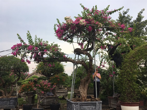 Cận cảnh cây hoa giấy Vạn hoa lầu gần 3 tỷ đồng độc nhất vô nhị của đại gia Phú Thọ - Ảnh 8.