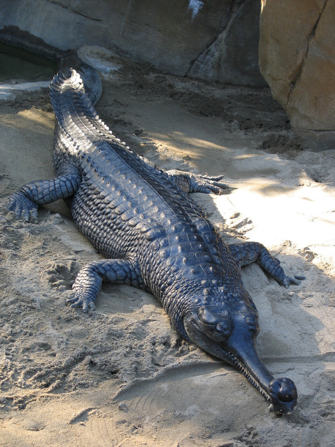 Cá sấu khổng lồ thời tiền sử sống ở châu Phi có thể nuốt chửng khủng long - Ảnh 10.