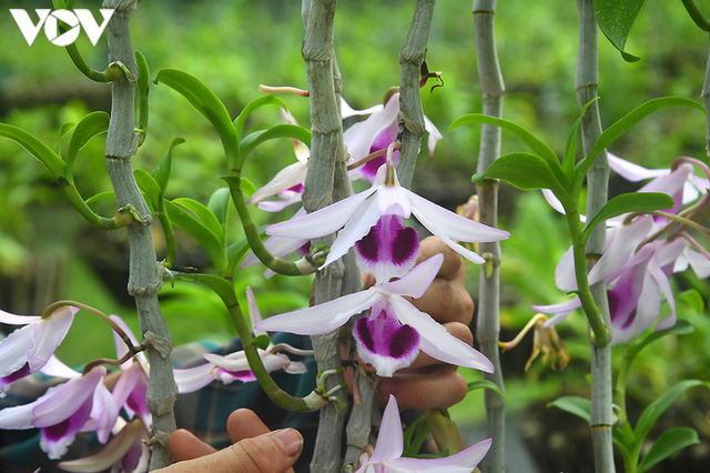 Phất lên nhanh chóng nhờ trồng loài hoa vương giả - Ảnh 3.