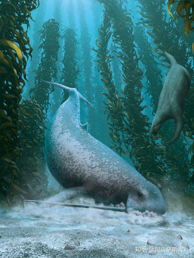Odobenocetops: Loài cá voi kỳ lạ có cặp ngà bên dài bên ngắn - Ảnh 7.