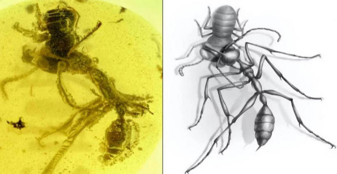 Hóa thạch loài kiến địa ngục vừa được phát hiện tiết lộ cơ chế kẹp con mồi “cực dị” so với loài kiến ngày nay - Ảnh 3.