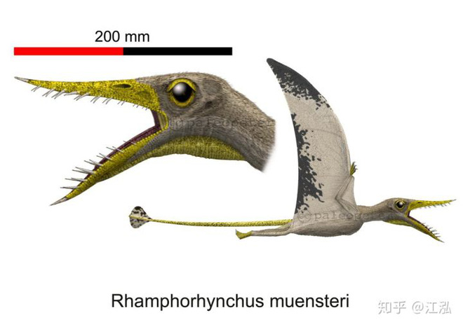 Rhamphorhynchus: Loài thằn lằn bay tí hon sở hữu hàm răng của tử thần - Ảnh 2.
