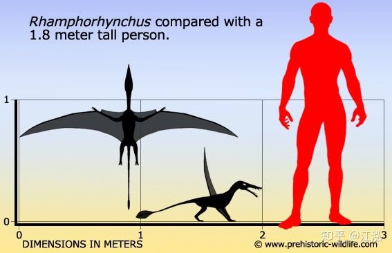 Rhamphorhynchus: Loài thằn lằn bay tí hon sở hữu hàm răng của tử thần - Ảnh 3.