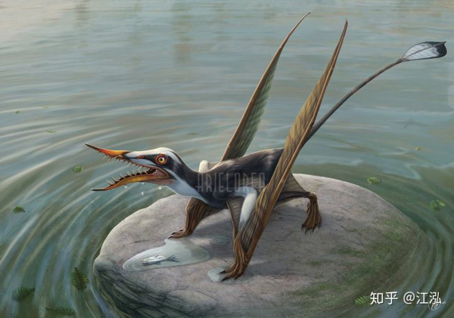 Rhamphorhynchus: Loài thằn lằn bay tí hon sở hữu hàm răng của tử thần - Ảnh 6.