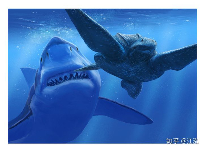 Cretoxyrhina: Loài cá mập thời tiền sử còn đáng sợ hơn cả Megalodon - Ảnh 8.
