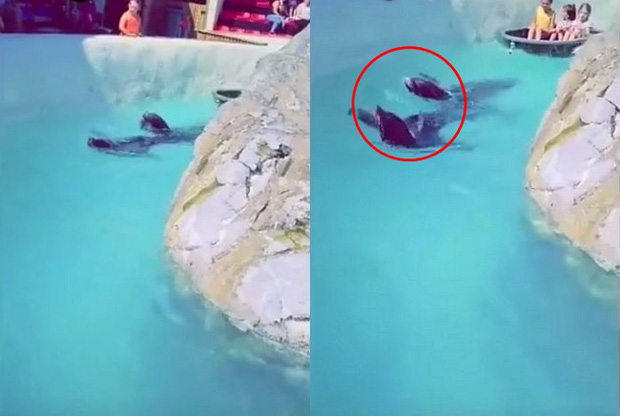 Đoạn clip quay 2 chú hải cẩu bơi quanh hồ nhưng món đồ trên cổ chúng lại gây chú ý và khiến hàng nghìn dân mạng nóng máu - Ảnh 2.
