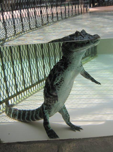 Cá sấu nổi lềnh bềnh ai cũng sợ nhưng hình ảnh dưới mặt nước lại phản bội sự hung tợn của chúng, thậm chí còn có phần đáng yêu - Ảnh 1.