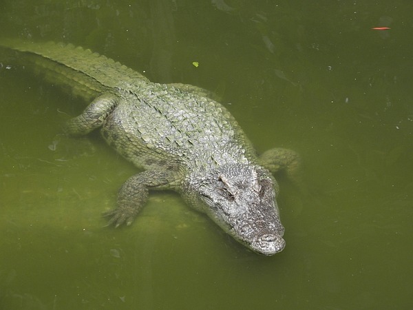 Cá sấu nổi lềnh bềnh ai cũng sợ nhưng hình ảnh dưới mặt nước lại phản bội sự hung tợn của chúng, thậm chí còn có phần đáng yêu - Ảnh 2.