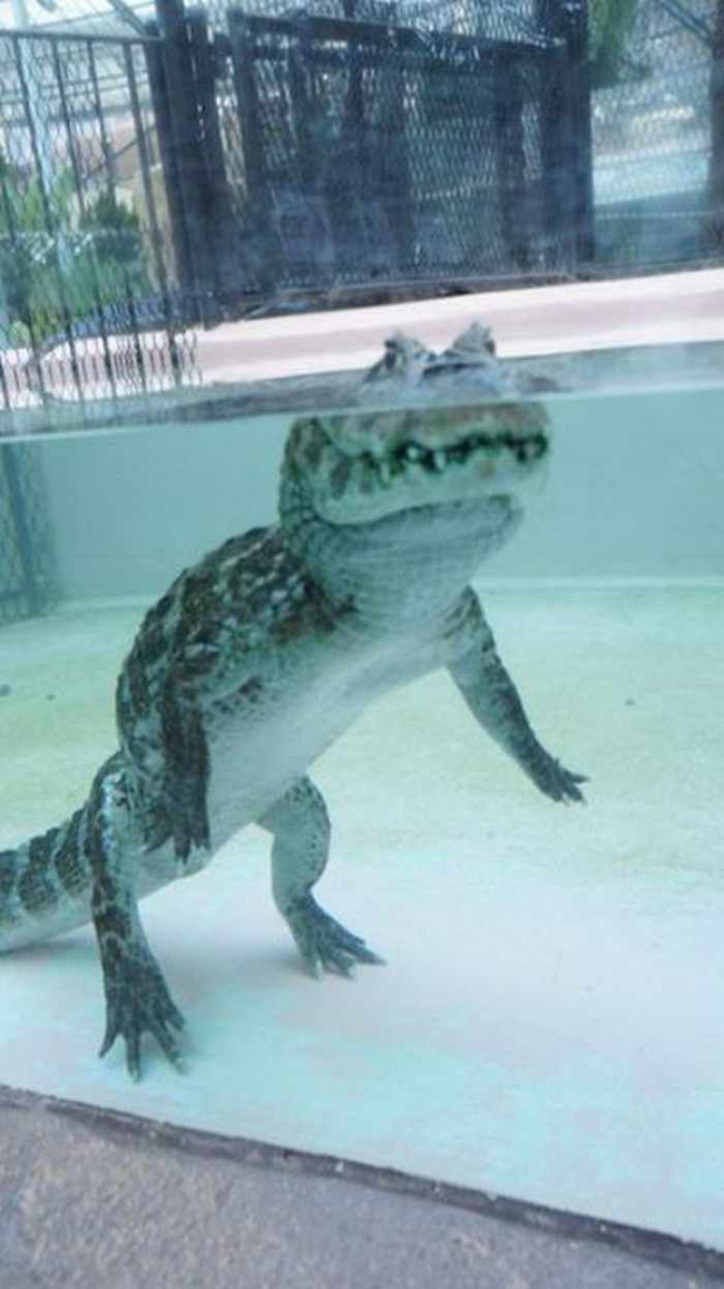Cá sấu nổi lềnh bềnh ai cũng sợ nhưng hình ảnh dưới mặt nước lại phản bội sự hung tợn của chúng, thậm chí còn có phần đáng yêu - Ảnh 3.