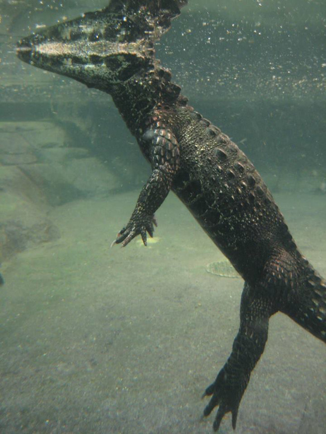 Cá sấu nổi lềnh bềnh ai cũng sợ nhưng hình ảnh dưới mặt nước lại phản bội sự hung tợn của chúng, thậm chí còn có phần đáng yêu - Ảnh 4.