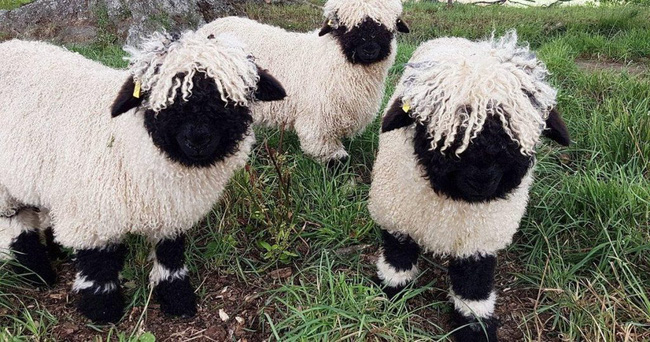 Những chú cừu trông không khác gì thú nhồi bông và nhân vật hoạt hình có thật khiến ai ai cũng muốn cưng nựng - Ảnh 3.