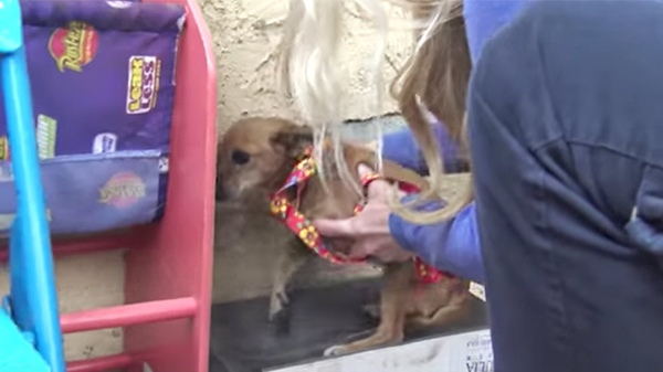 Cô chó bị bỏ rơi trên đường suốt 5 tháng trời, tổ chức động vật đến cứu thì nhận ra điều xót xa ở con vật khi nhấc bổng nó lên - Ảnh 3.