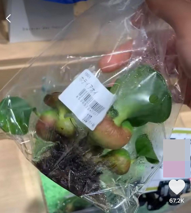 Loại củ khi ở Việt Nam sẽ không ăn phần lá nhưng người Nhật Bản lại tận dụng đóng gói bày bán hẳn trong siêu thị - Ảnh 4.