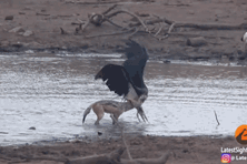 Thế giới động vật: Cuộc chiến sinh tồn, chó rừng tàn nhẫn hạ gục cò Marabou - Ảnh 1.