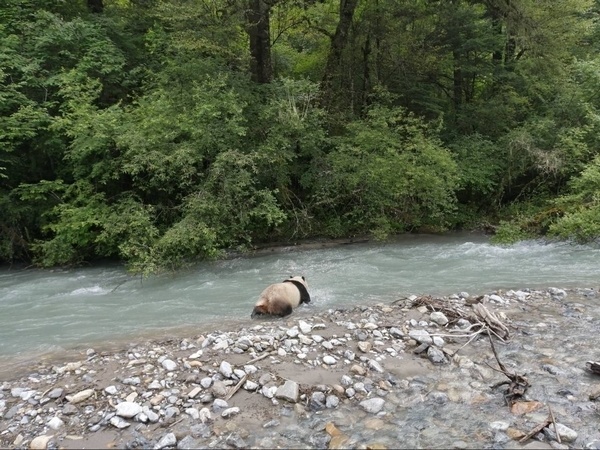 &ldquo;Quốc bảo Trung Quốc&rdquo; sau khi ph&aacute;t hiện c&oacute; người nh&igrave;n thấy m&igrave;nh đang đi lang thang đ&atilde; quyết định bỏ trốn nhưng gặp sự cố &ldquo;dở kh&oacute;c dở cười - Ảnh 1.