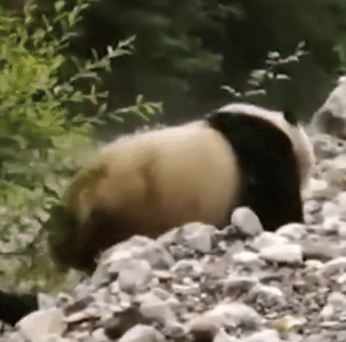 &ldquo;Quốc bảo Trung Quốc&rdquo; sau khi ph&aacute;t hiện c&oacute; người nh&igrave;n thấy m&igrave;nh đang đi lang thang đ&atilde; quyết định bỏ trốn nhưng gặp sự cố &ldquo;dở kh&oacute;c dở cười - Ảnh 4.